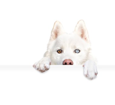 İzole edilmiş bir arka planda, elinde beyaz bir tabela tutan şirin bir köpeğin stüdyo fotoğrafı.