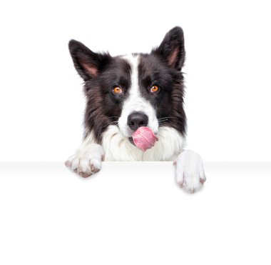 İzole edilmiş bir arka planda elinde bir tabela tutan şirin bir köpeğin stüdyo fotoğrafı.