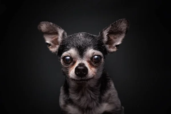 Studioaufnahme Eines Niedlichen Hundes Auf Isoliertem Hintergrund — Stockfoto