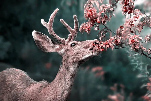 Young Buck Eating Berries Tree — Stock Photo, Image