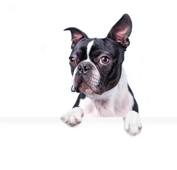 Estúdio Tiro Cão Bonito Fundo Isolado Segurando Sinal Branco Branco — Fotografia de Stock