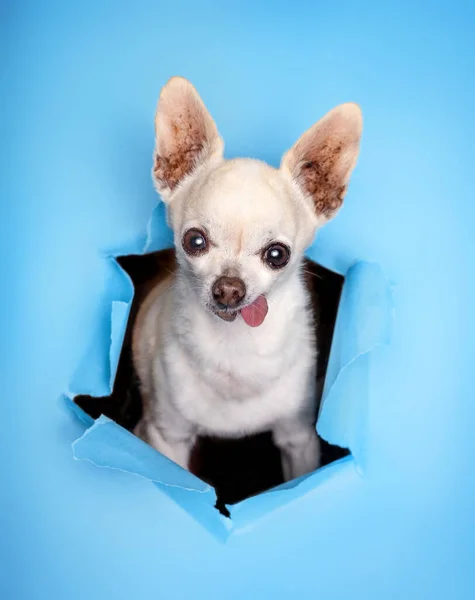 Küçük Şirin Bir Chihuahua Kafasını Mavi Bir Kağıtta Yırtılmış Bir — Stok fotoğraf