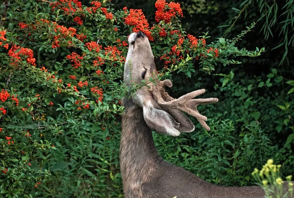 Young Buck Eating Berries Tree — Stock Photo, Image