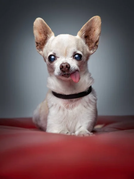 Studio Shot Van Een Schattige Hond Een Geïsoleerde Achtergrond — Stockfoto