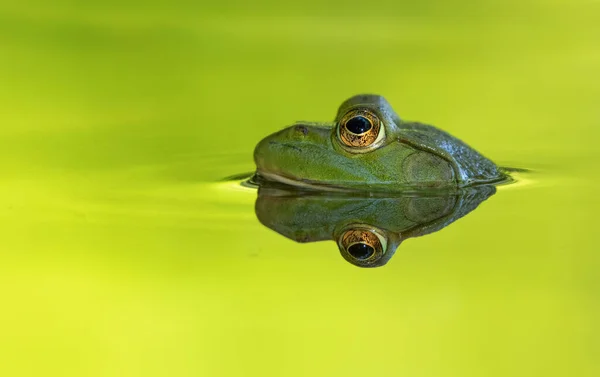 Touro Verde Brilhante Sentado Uma Lagoa Espera Inseto Para Comer — Fotografia de Stock
