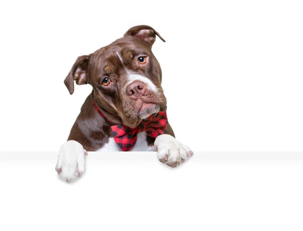 Studio Shot Cute Dog Isolated Background Holding Blank White Sig — Stock Photo, Image