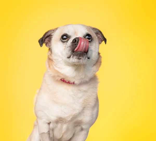 Studio Skott Söt Hund Isolerad Bakgrund — Stockfoto