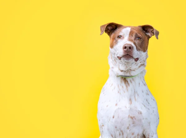 Studioaufnahme Eines Niedlichen Hundes Auf Isoliertem Hintergrund — Stockfoto