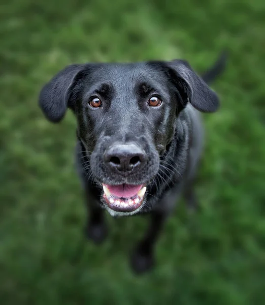 Wide Angle Photos Cute Dog — Stock Photo, Image