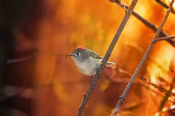 Male Ruby Crowned Kinglet Golden Hour Sunlight — Stock Photo, Image