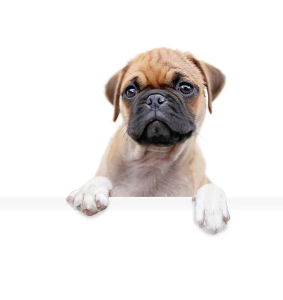 Estudio Disparo Lindo Perro Sobre Fondo Aislado Sosteniendo Signo Blanco — Foto de Stock