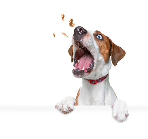 студийный снимок милой собаки на изолированном фоне с пустым белым знаком