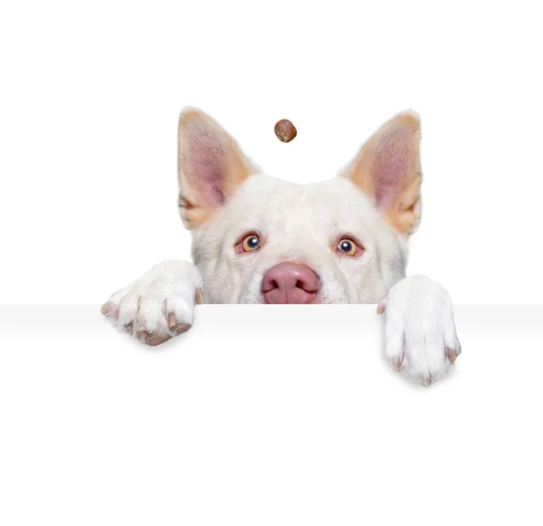 Studio Strzał Ładny Pies Odosobnionym Tle Gospodarstwa Pusty Biały Znak — Zdjęcie stockowe