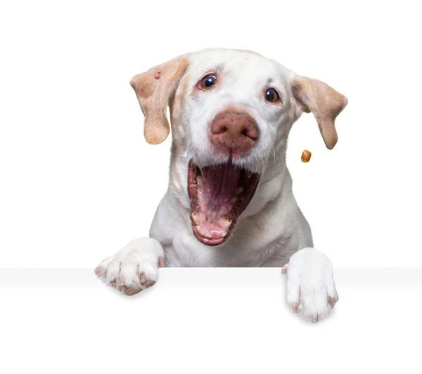 Estúdio Tiro Cão Bonito Fundo Isolado Segurando Sinal Branco Branco — Fotografia de Stock