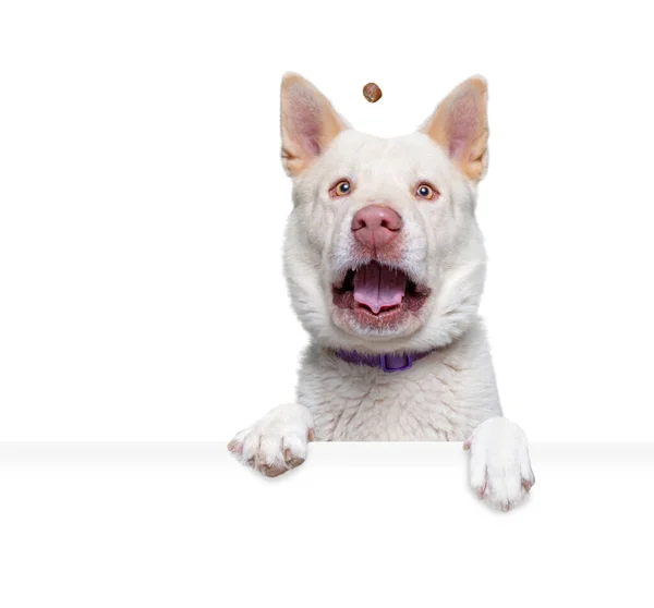 Studio Strzał Ładny Pies Odosobnionym Tle Gospodarstwa Pusty Biały Znak — Zdjęcie stockowe