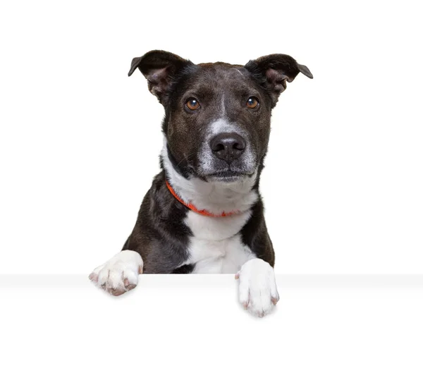 Студійний Знімок Милої Собаки Ізольованому Фоні Тримає Порожній Білий Знак — стокове фото
