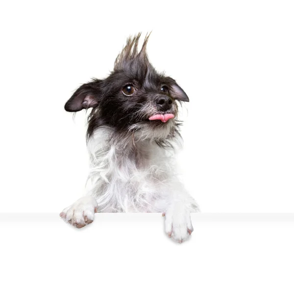 Estudio Disparo Lindo Perro Sobre Fondo Aislado Sosteniendo Signo Blanco — Foto de Stock