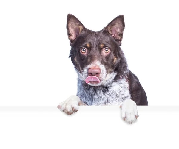 Estudio Disparo Lindo Perro Sobre Fondo Aislado Sosteniendo Signo Blanco —  Fotos de Stock