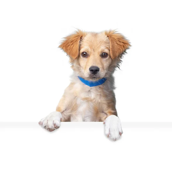 Estudio Disparo Lindo Perro Sobre Fondo Aislado Sosteniendo Signo Blanco —  Fotos de Stock