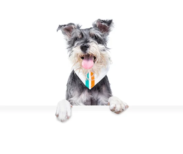 Estudio Disparo Lindo Perro Sobre Fondo Aislado Sosteniendo Signo Blanco —  Fotos de Stock