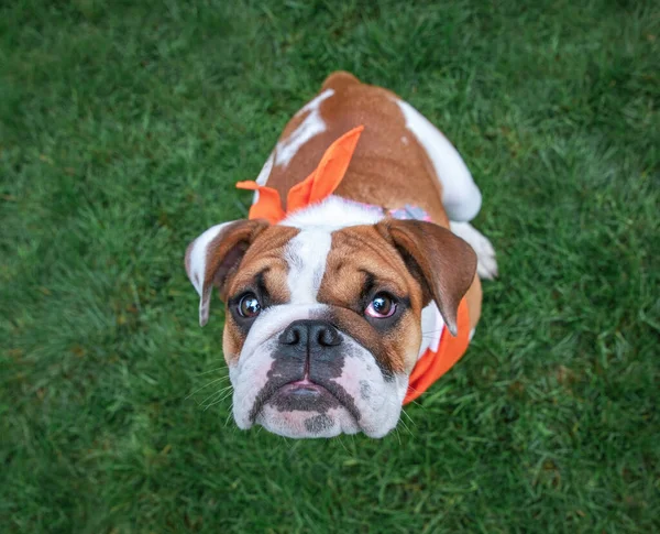 Cute Dog Lokalnym Parku Trawie — Zdjęcie stockowe