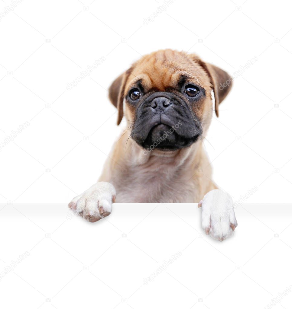 studio shot of a cute dog on an isolated background holding a blank white sign