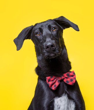 İzole edilmiş bir arka planda şirin bir köpeğin stüdyo çekimi. 