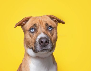 İzole edilmiş bir arka planda şirin bir köpeğin stüdyo çekimi. 