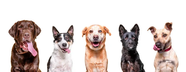 Студия Съемки Группы Различных Собак Изолированном Фоне — стоковое фото