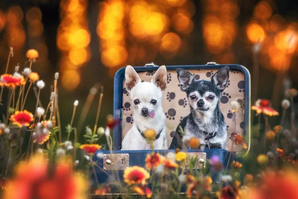 Dos Chihuahuas Lindos Sentados Una Maleta Campo Flores —  Fotos de Stock