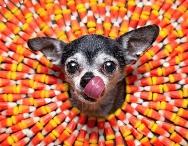 Cute Chihuahua Poking His Head Colorful Candy Corn Background — Fotografie, imagine de stoc