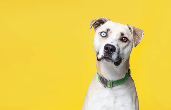 Studio Shot Cute Dog Isolated Background — Stock Photo, Image