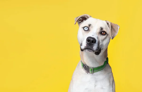 Studio Shot Van Een Schattige Hond Een Geïsoleerde Achtergrond — Stockfoto