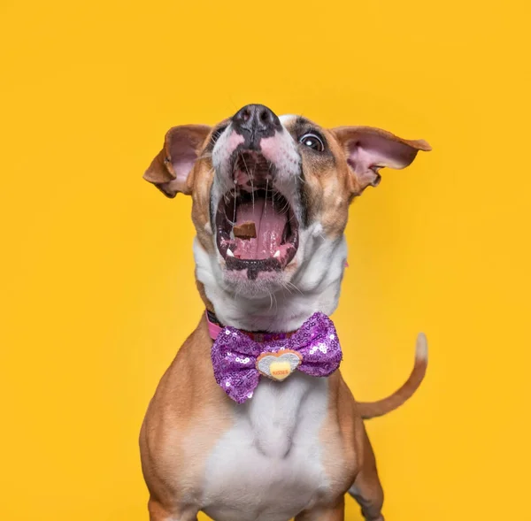 Студийный Снимок Милой Собаки Изолированном Фоне — стоковое фото