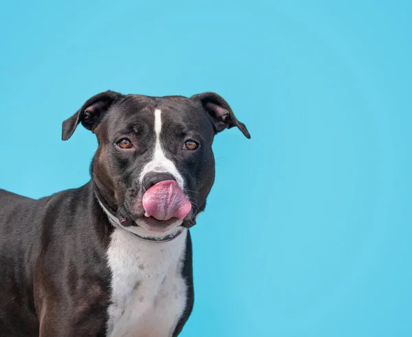 Estudio Disparo Lindo Perro Fondo Aislado —  Fotos de Stock