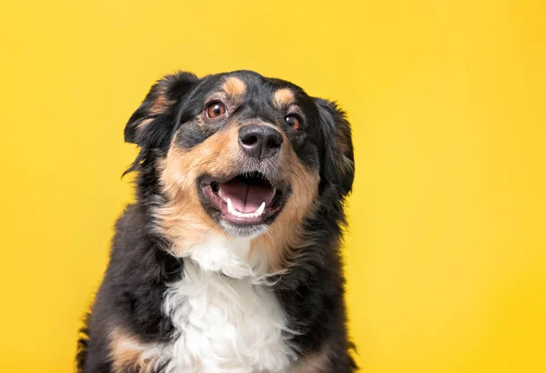 Estudio Disparo Lindo Perro Fondo Aislado — Foto de Stock