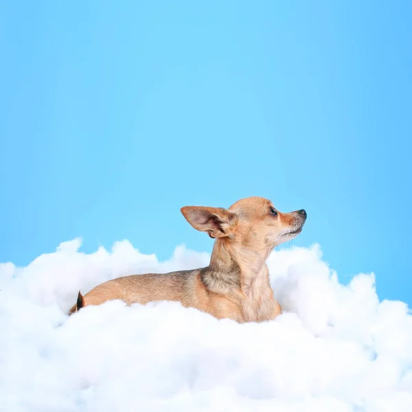 Cute Chihuahua Some Clouds Studio Blue Sky Looking — 图库照片