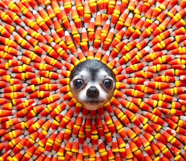 Studio Shot Cute Dog Candy Corn Background — стоковое фото