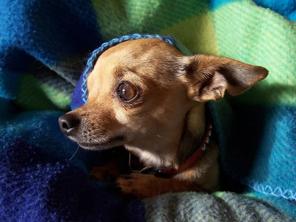 Cute Chihuahua Peeking Out Blanket — Zdjęcie stockowe