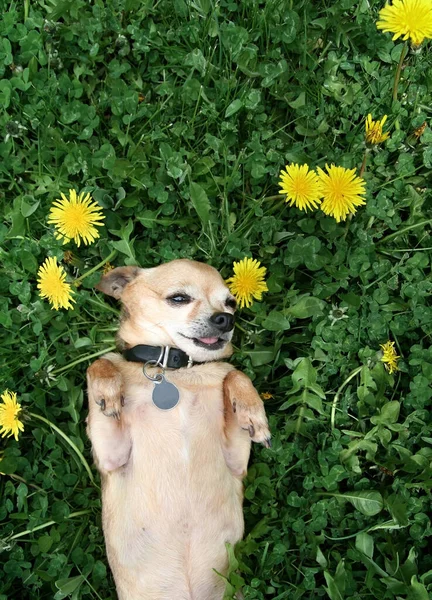 Cute Chihuahua His Tongue Out Napping Grass Full Clover Dandelion — Zdjęcie stockowe