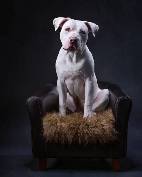 Studio Shot Van Een Schattige Hond Een Geïsoleerde Achtergrond — Stockfoto
