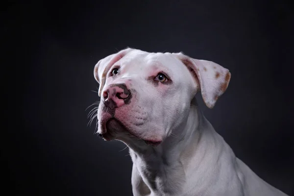 Studio Shot Cute Dog Isolated Background — Stock Photo, Image