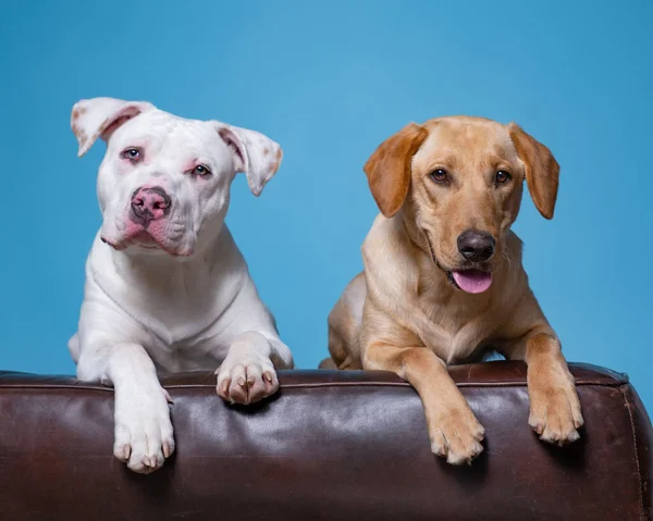 孤立した背景にかわいい犬のスタジオショット — ストック写真