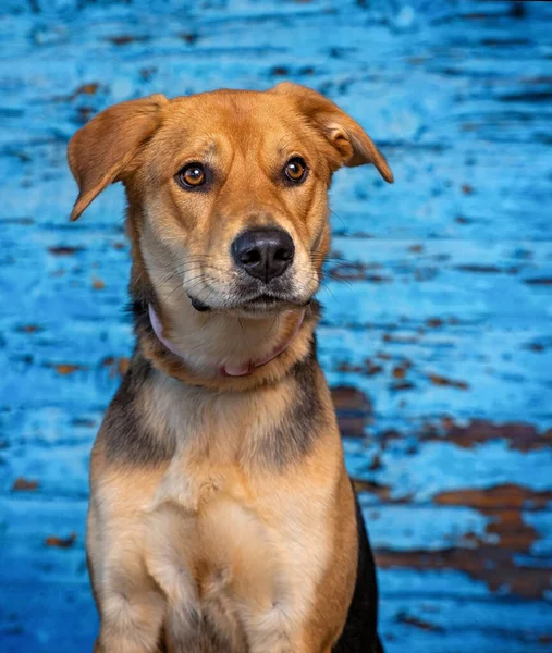 Estúdio Tiro Cão Bonito Fundo Isolado — Fotografia de Stock