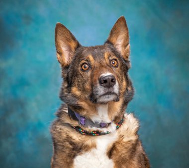 İzole edilmiş bir arka planda şirin bir köpeğin stüdyo çekimi. 