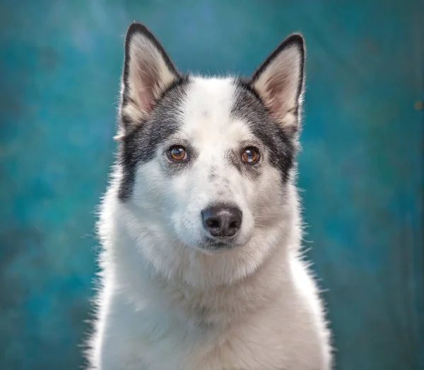 Studio Skott Söt Hund Isolerad Bakgrund — Stockfoto