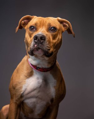 İzole edilmiş bir arka planda şirin bir köpeğin stüdyo çekimi. 