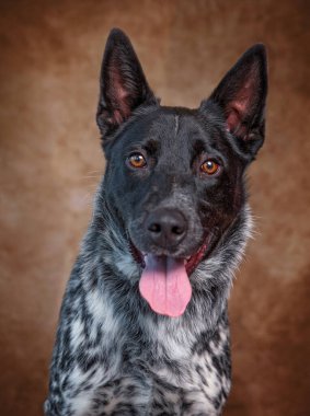 İzole edilmiş bir arka planda şirin bir köpeğin stüdyo çekimi. 