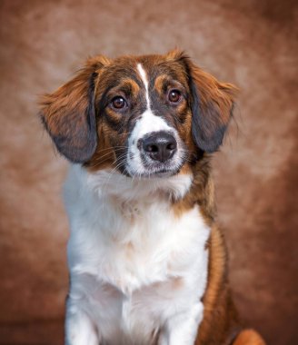 İzole edilmiş bir arka planda şirin bir köpeğin stüdyo çekimi. 