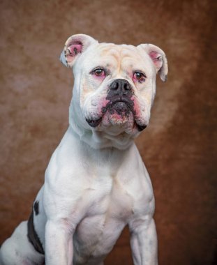 İzole edilmiş bir arka planda şirin bir köpeğin stüdyo çekimi. 